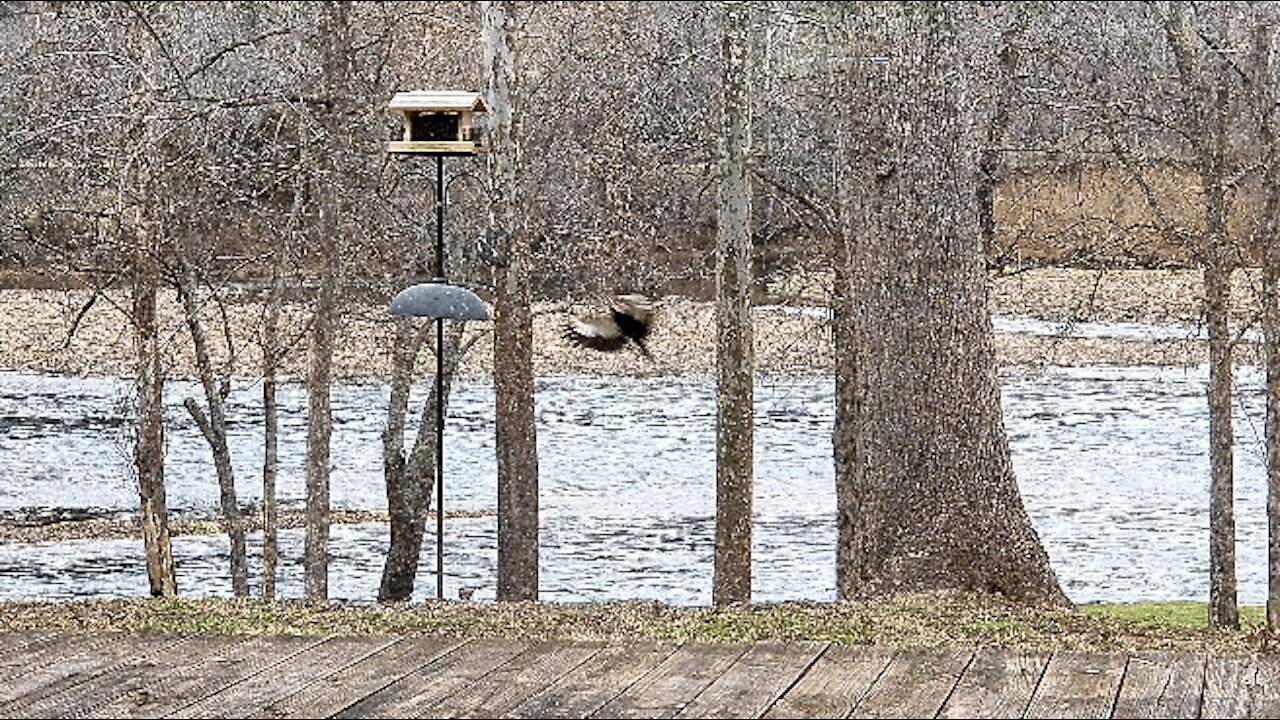 AT THE FEEDER (PETE)