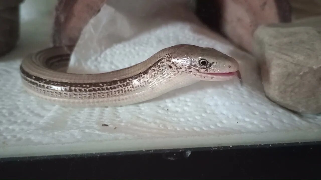 LARRY EATING A FREEZE-DRIED CRICKET (05/29/23) 🎶