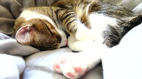 Kitten Sleeps on a Warm Blanket