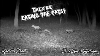 They're EATING THE CATS!