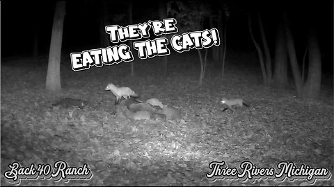 They're EATING THE CATS!