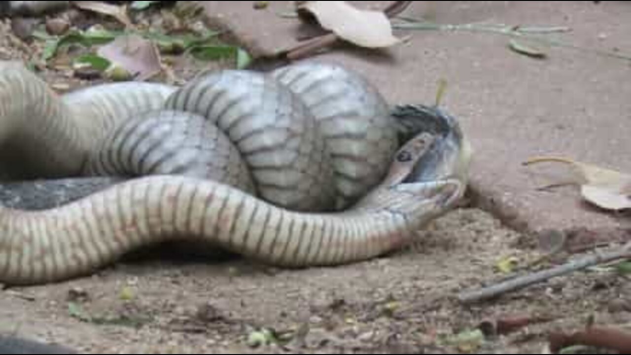 Australia: lotta tra serpenti super velenosi