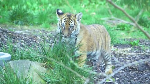 3 tiger cubs make public debut at Cleveland Metroparks Zoo