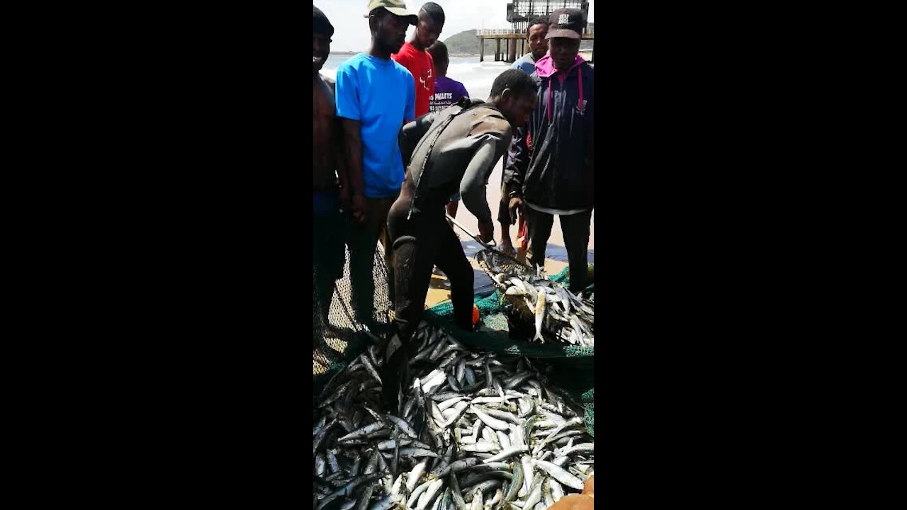 SOUTH AFRICA - Durban - Sardines being netted at Durban beachfront (Videos) (7N2)