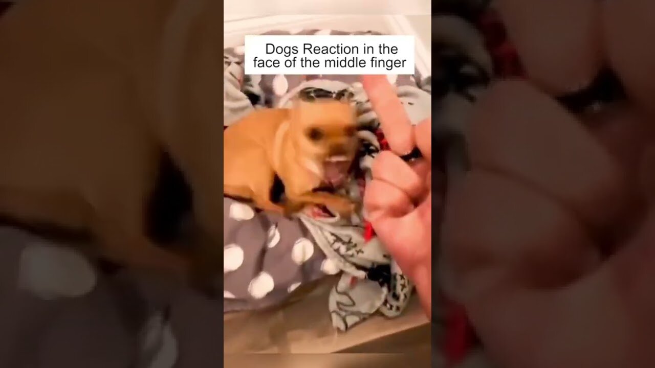 Dog’s Reaction In The Face Of The Middle Finger