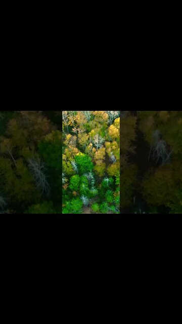 Canada’s Trees look Beautiful in the Fall