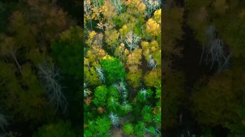 Canada’s Trees look Beautiful in the Fall