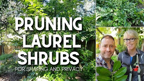 ✂ Pruning Laurel Shrubs for Shape and Privacy ✂