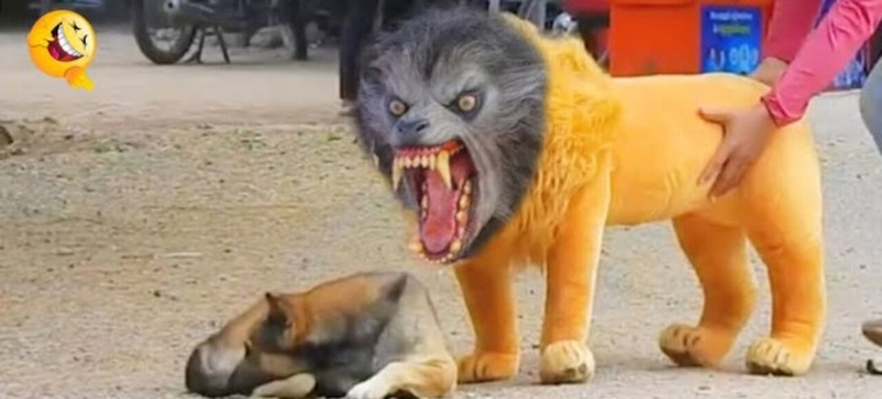 Trolling unsuspecting dog