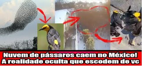 Nuvem de pássaros caem no México! A realidade oculta que escodem de você