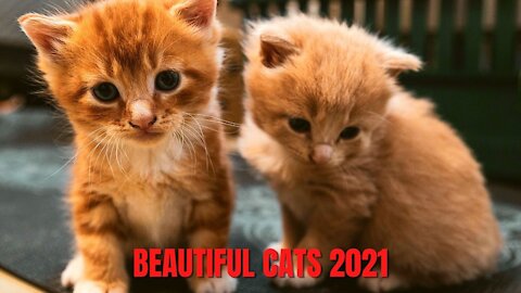 Cutest and Funniest Cats 2021