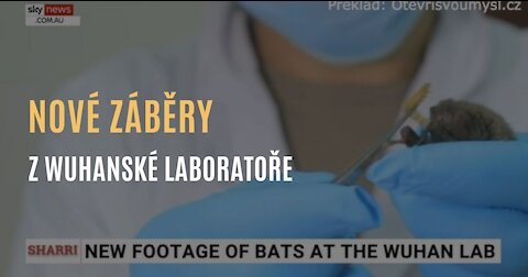 Nové záběry ukazují, že ve wuhanské laboratoři experimentovali s netopýry