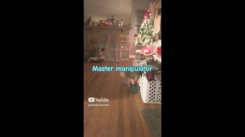 Shihtzu being very manipulative