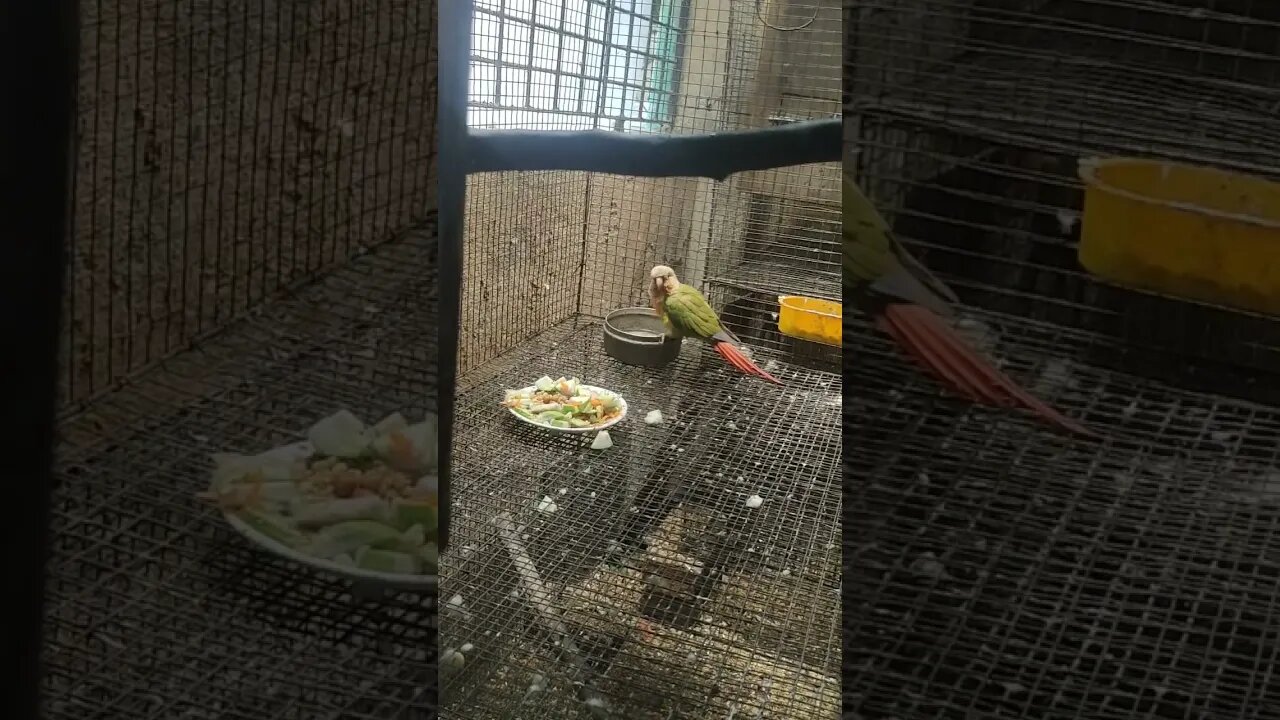 It's bathing time l #summerseason l #shorts l @BikisAviary