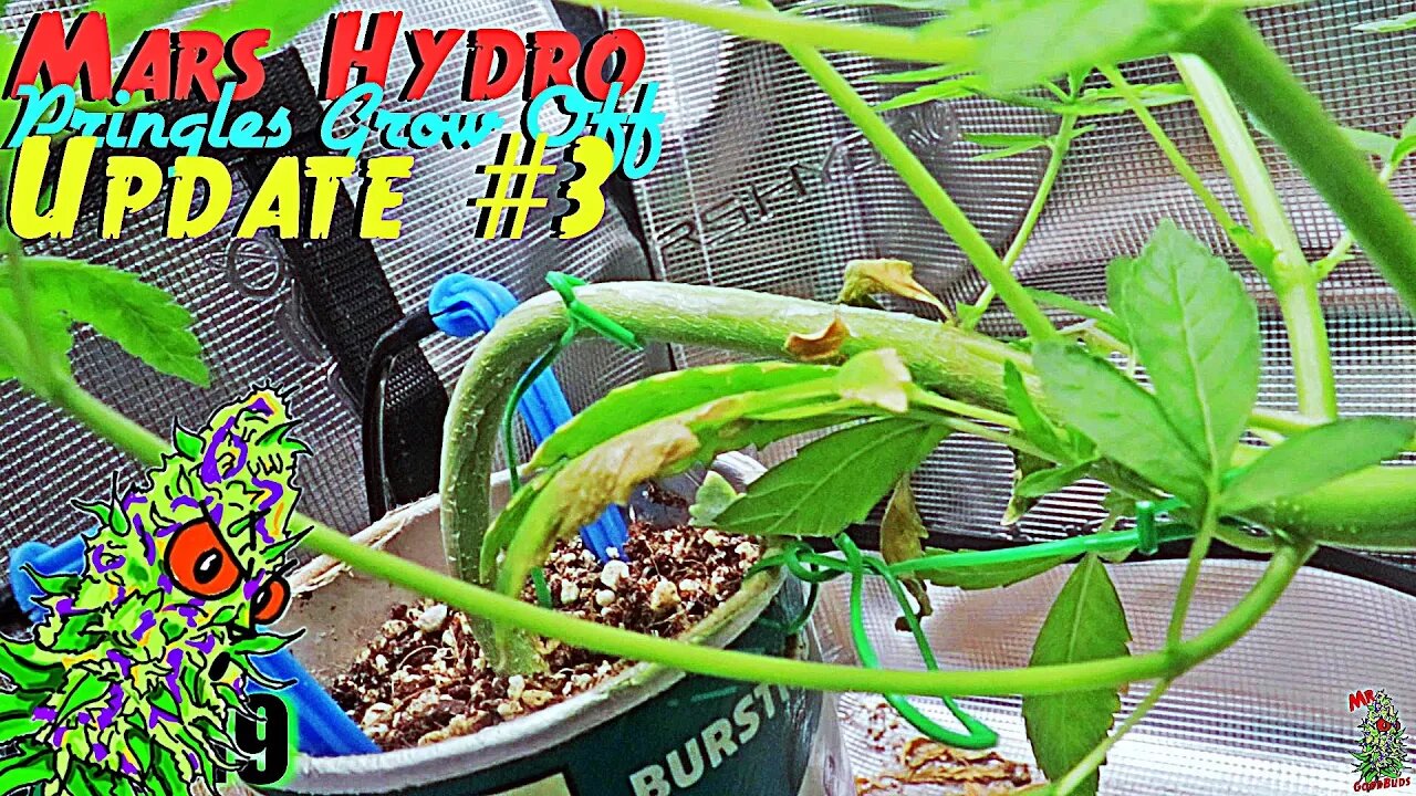 Mars Hydro Goodbuds Pringles Grow Off Update #3 | Well This Is A First!?