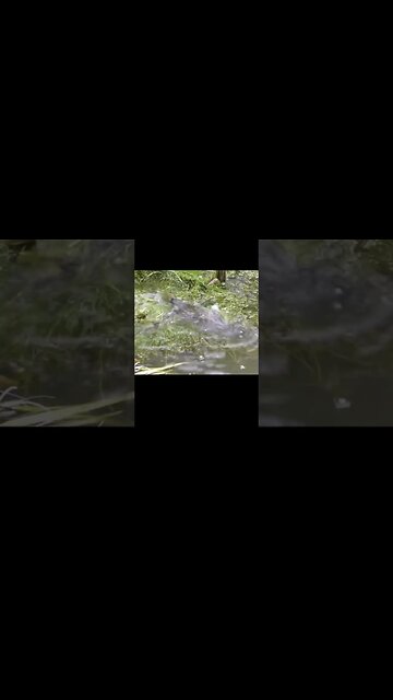 Fish Spawning Madness In My Pond