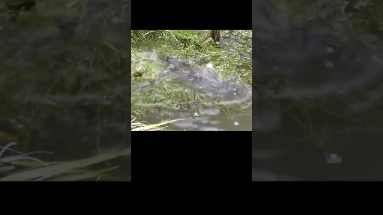 Fish Spawning Madness In My Pond