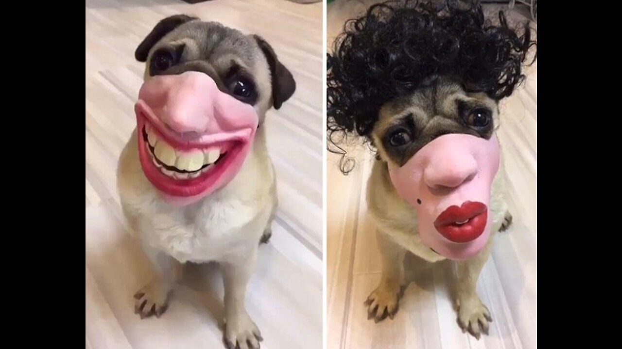 Funny Dogs Compilation 001