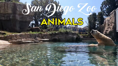 SAN DIEGO ZOO 2022 | Polar Bear | Southern Gerenuk | ENDANGERED Chacoan Peccary