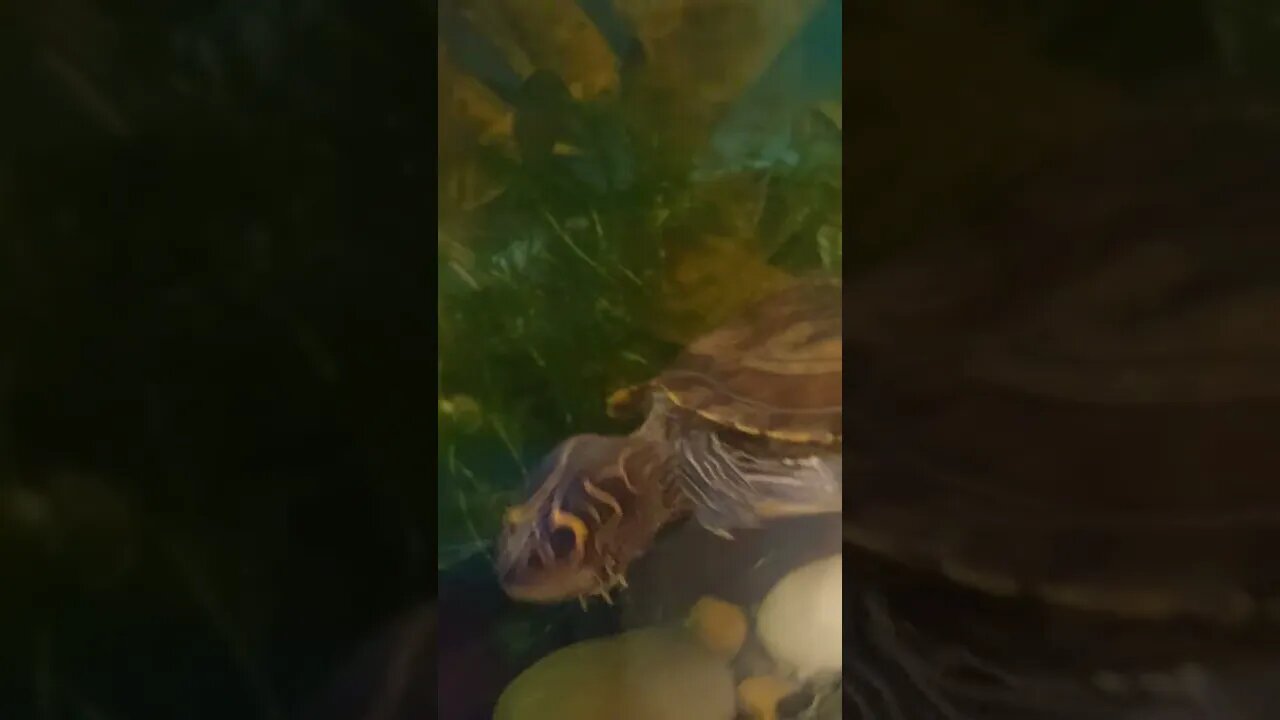 What a beast! 🐢🐢 #pets
