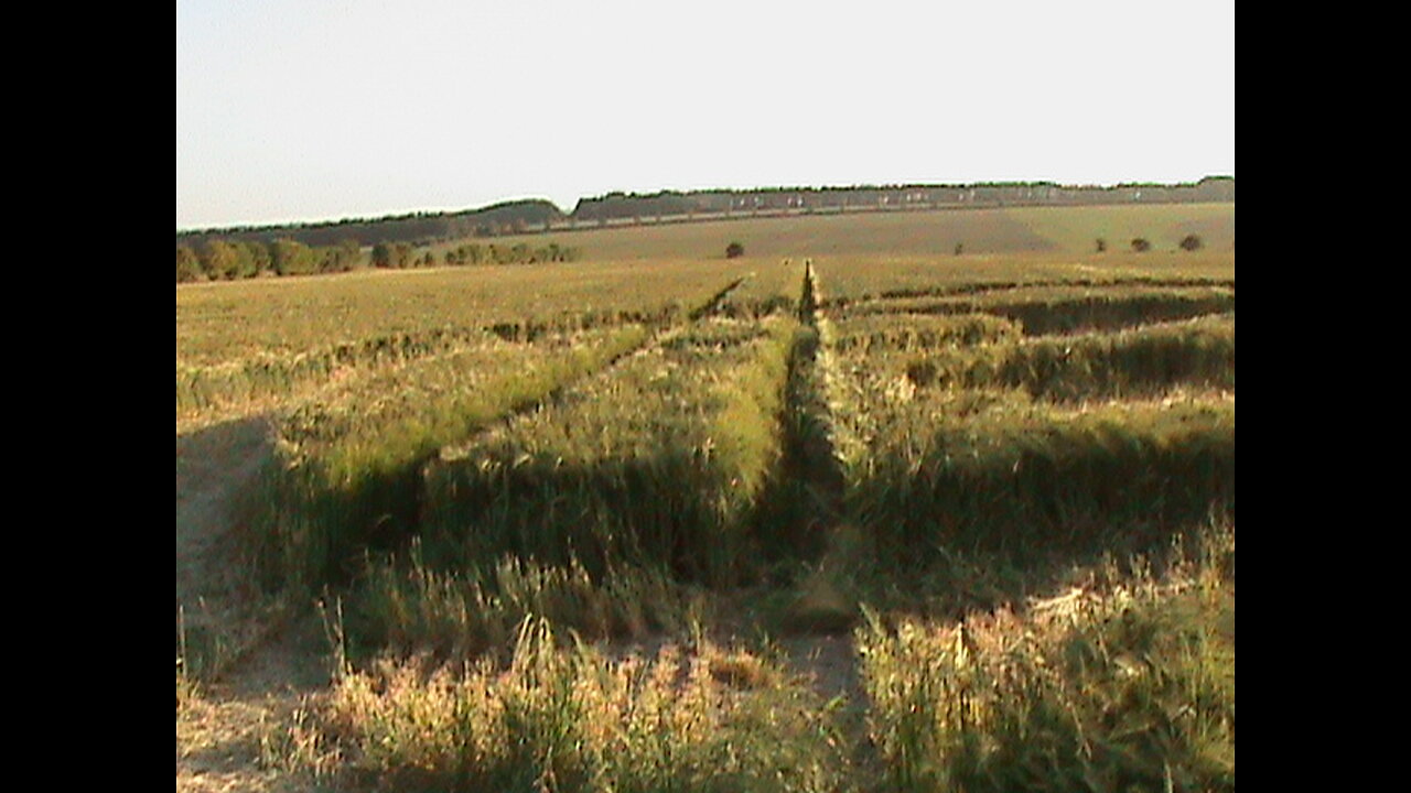 Visiting a Crop Circle