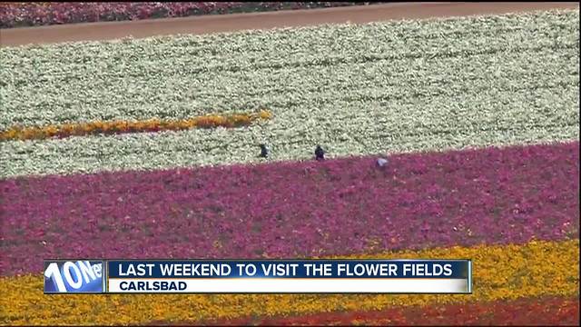 Carlsbad Flower Fields to close May 13