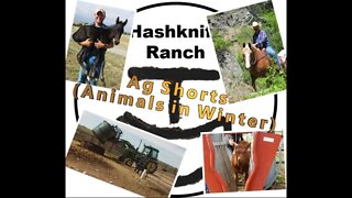 Animal Care in the Winter | Montana Weather - Ag Shorts