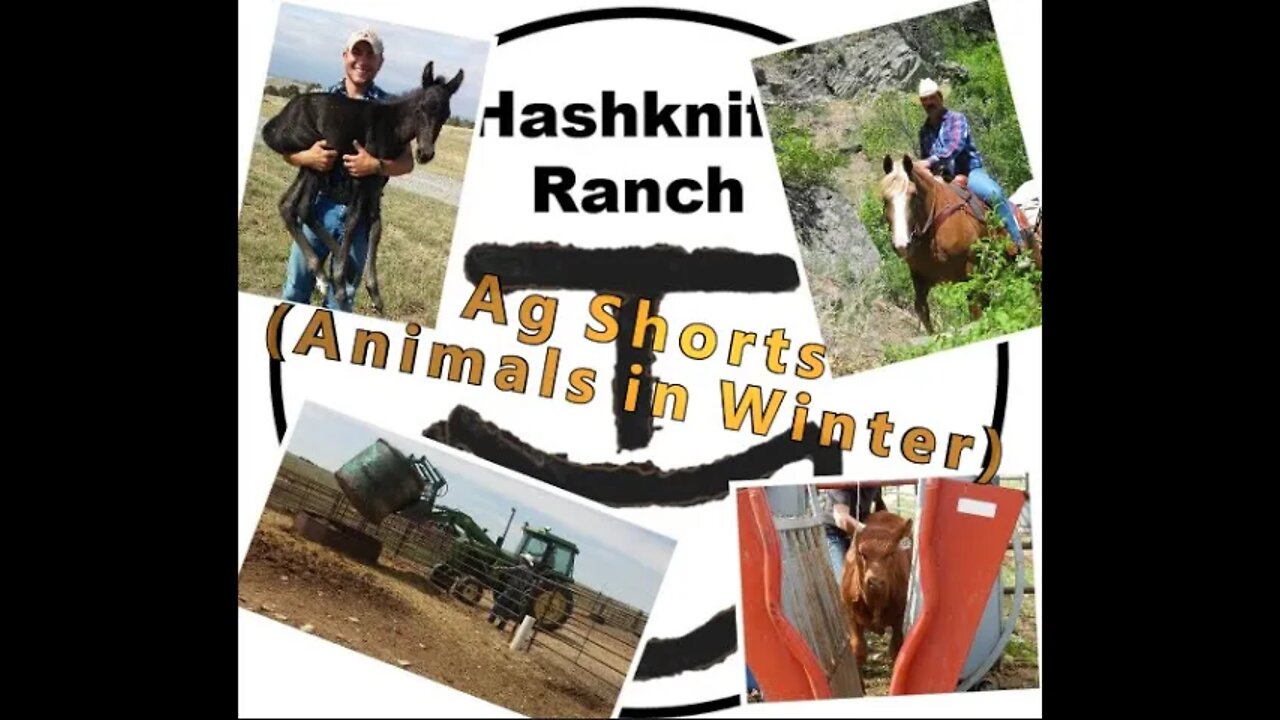 Animal Care in the Winter | Montana Weather - Ag Shorts