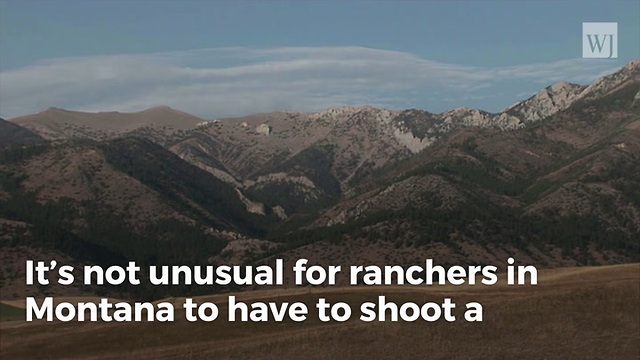 Rancher Sets Off Media Storm After Killing What He Thought Was a Wolf