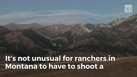 Rancher Sets Off Media Storm After Killing What He Thought Was a Wolf