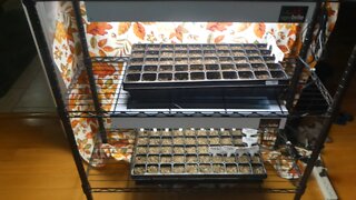 SEED STARTING (Grow Room)