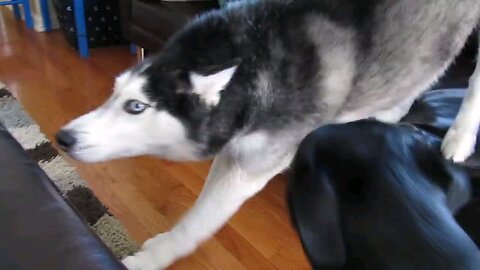 This husky dog cantalk actually!!!