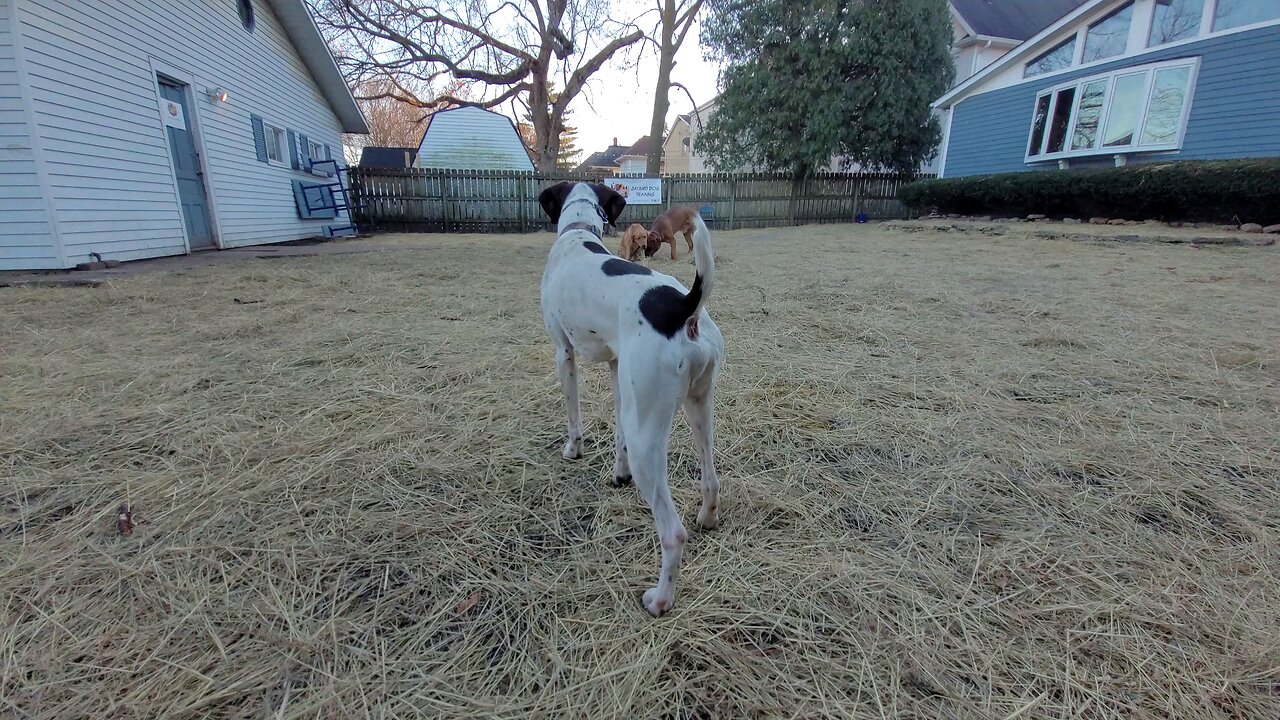 3 dogs low expectations