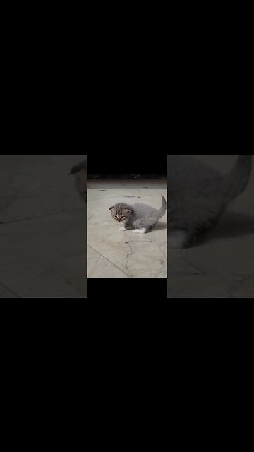 Котята первые шаги.