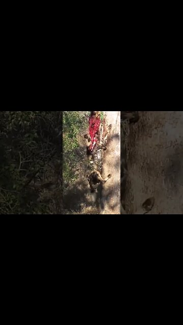 Painted Wolf Jumping to Get Prey | #shorts #MadeInMzanzi