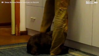 Un petit wombat veut aider à cuisiner