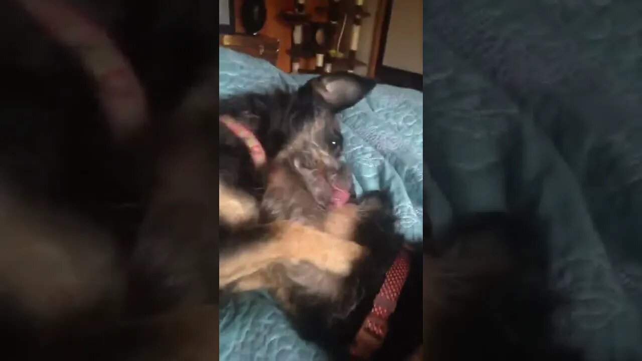 Pups Playing in the Morning