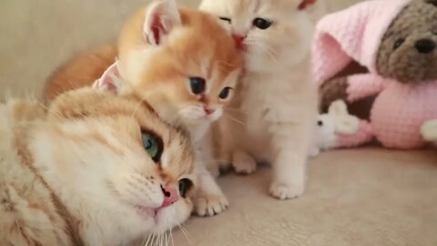 Mom Cat playing and talking to her Cute Meowing baby Kittens