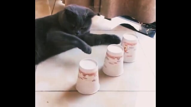 Funniest Animals - Best Of The 2022