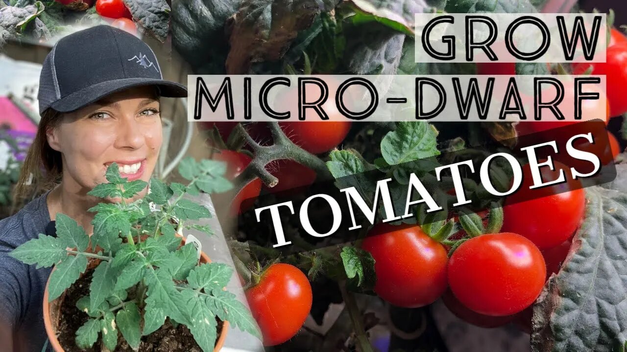 How to Grow Micro Dwarf Tomatoes 🍅