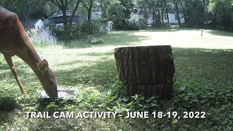 Trail Cam Activity - June 18-19, 2022