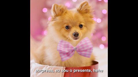 Lulu da Pomerânia Engraçada e Fofa -Dog Pomeranian😍