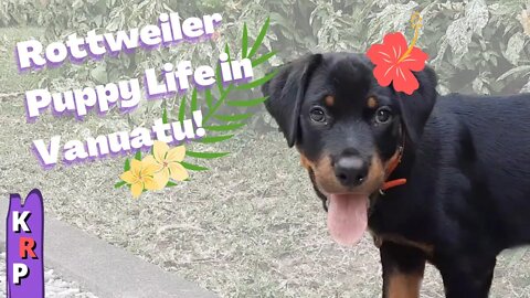 Our New Rottweiler Puppy!