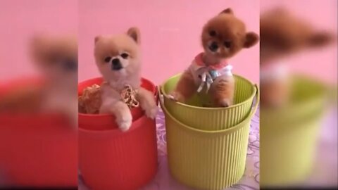 Funniest Animals - Best Of The 2021 Funny Animal Videos