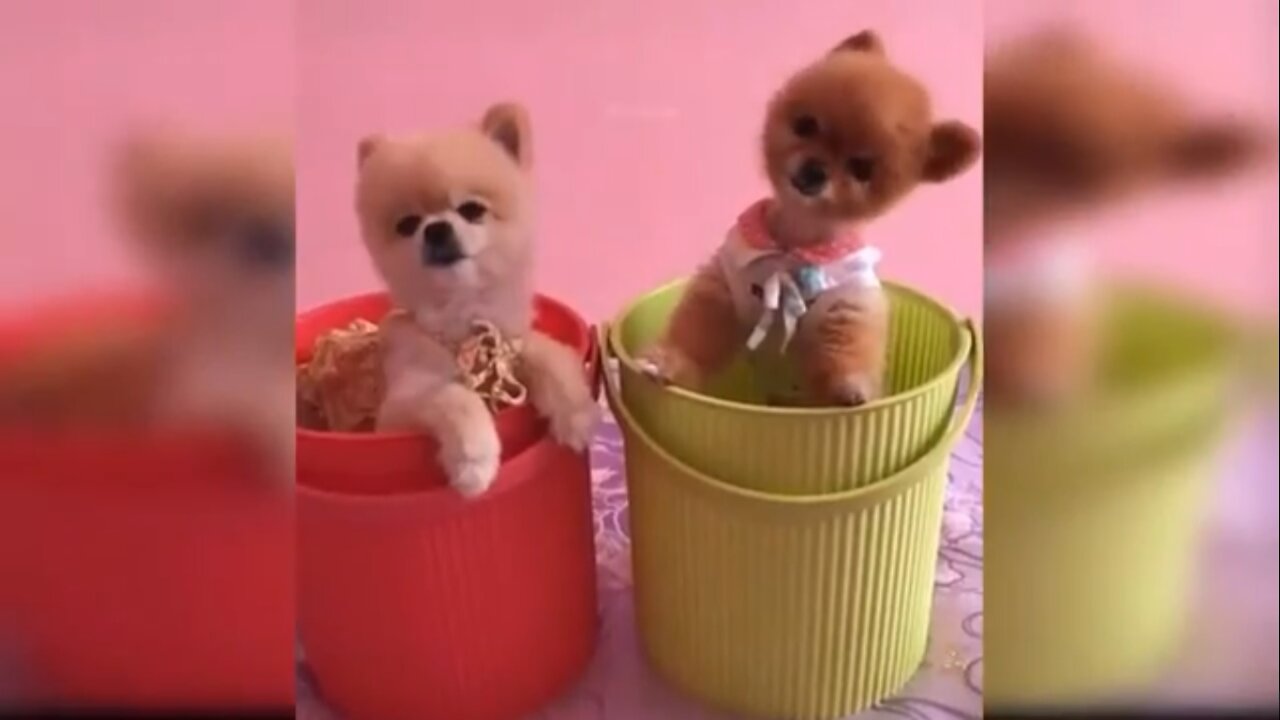 Funniest Animals - Best Of The 2021 Funny Animal Videos