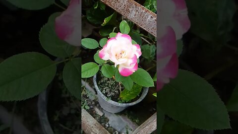 #naturedesign #naturelover #garden #gardening #backyardgardening