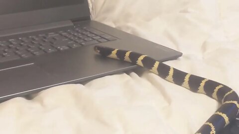 Columbine the California King Snake surfs the Computer - Search p2