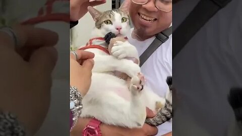A kitten is the delight of a household. #shorts