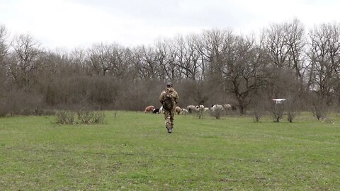 SHEPHERD DRONE | SKYMATE PLAYING WITH SHEEP 2022 ПАСТУХ С ДРОНАМ