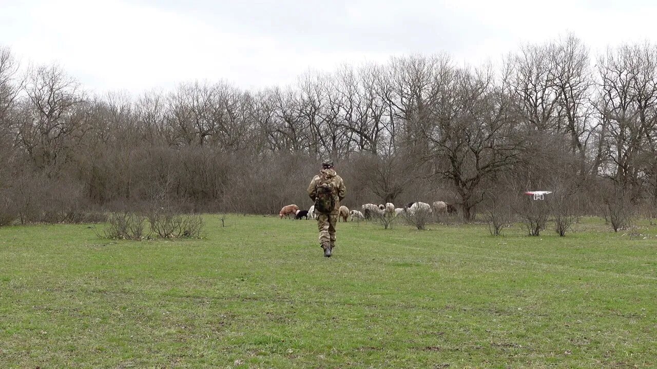SHEPHERD DRONE | SKYMATE PLAYING WITH SHEEP 2022 ПАСТУХ С ДРОНАМ